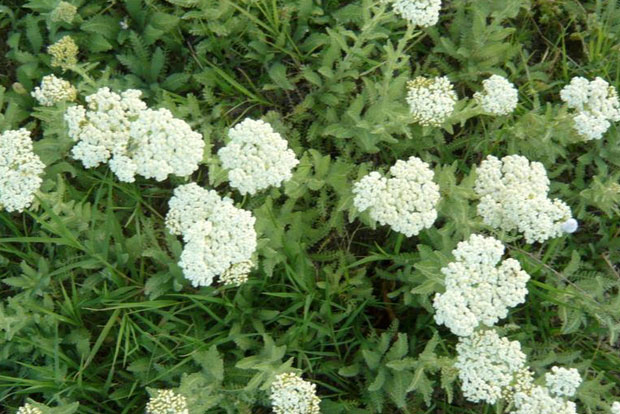 ACHILLEA crithmifolia