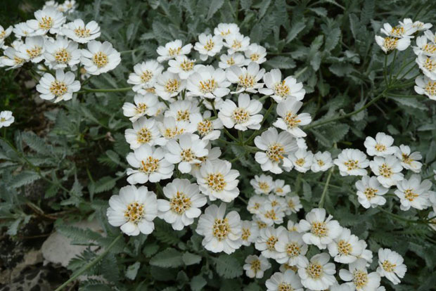 ACHILLEA umbellata