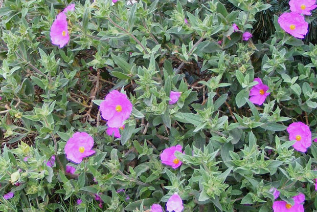 CISTUS x pulverulentus Sunset