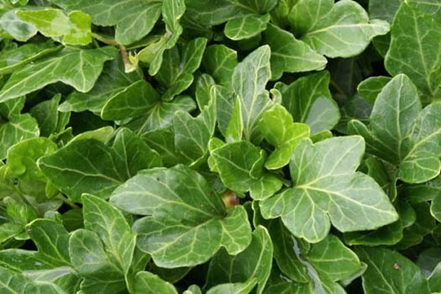 HEDERA helix Shamrock