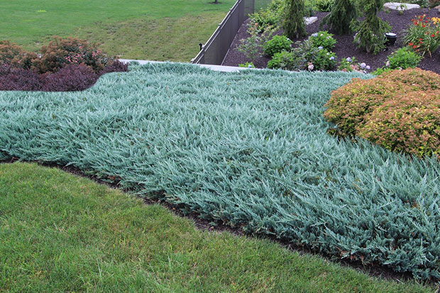 JUNIPERUS horizontalis Blue Chips