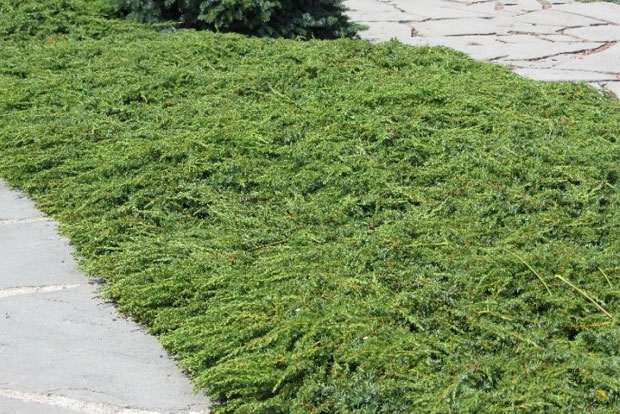 JUNIPERUS communis Green Carpet