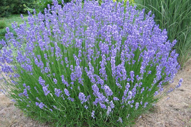 LAVANDULA x intermedia Grosso