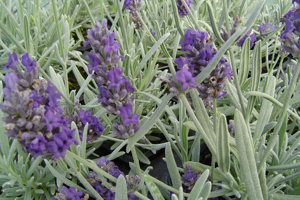 LAVANDULA x chaytorae Richard Grey