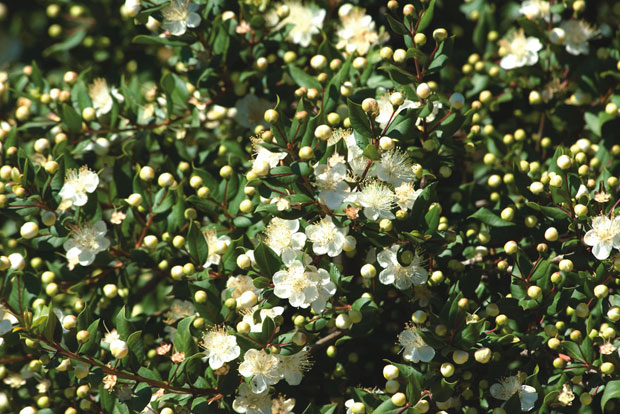 MYRTUS communis subsp. Tarentina