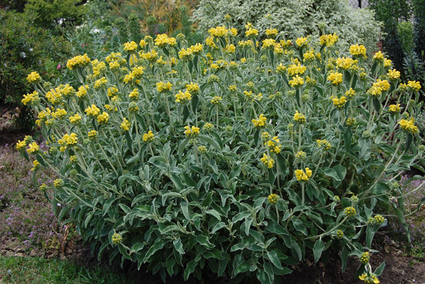 PHLOMIS fruticosa