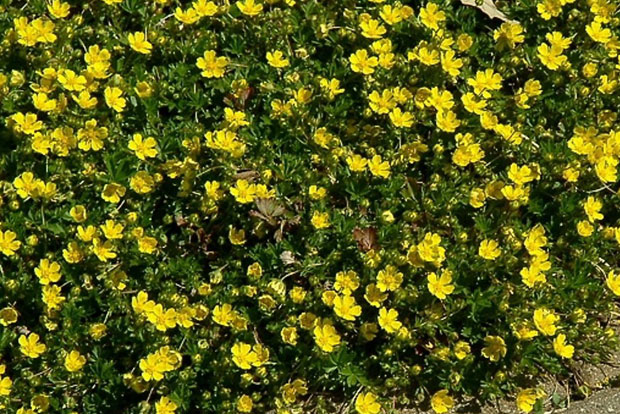 POTENTILLA verna