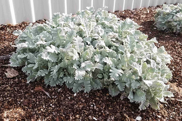 TANACETUM densum subsp. Amanii