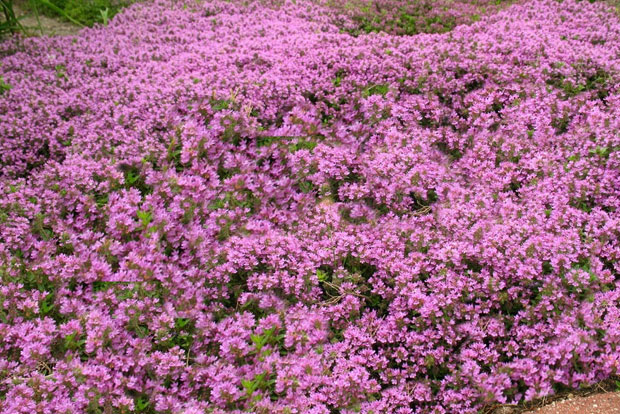 THYMUS serpyllum