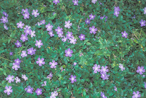 VINCA major