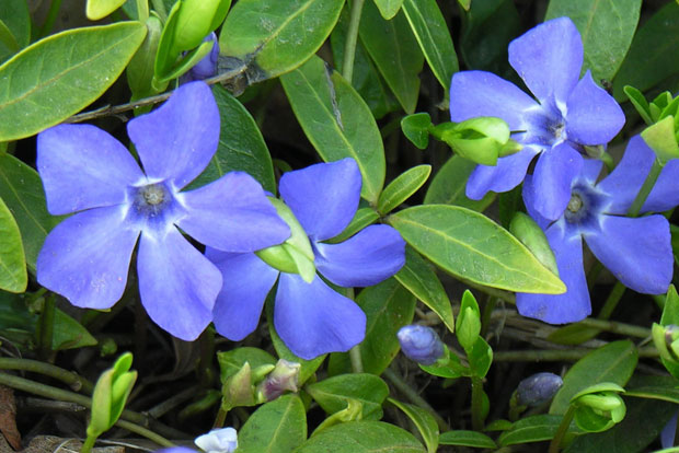 VINCA minor