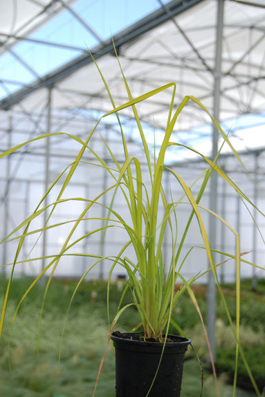 Jeune plant