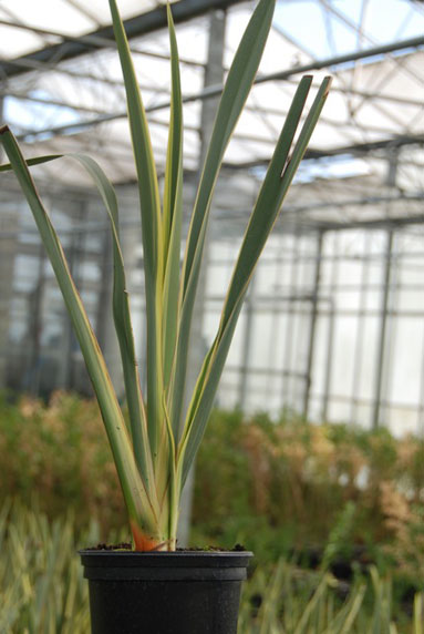 Jeune plant