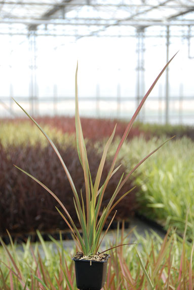 Jeune plant