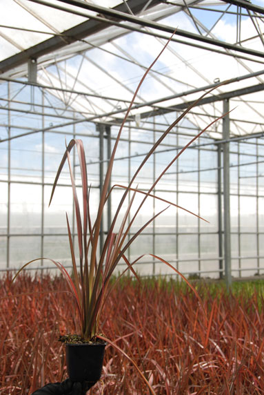 Jeune plant