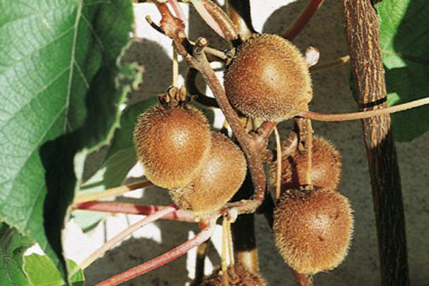 Actinidia Solo