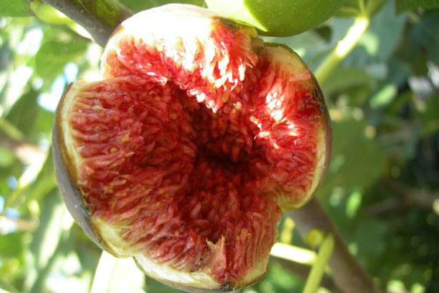 Ficus Brown Turkey