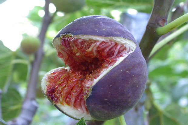 Ficus Dauphine (Violette d'Argenteuil)