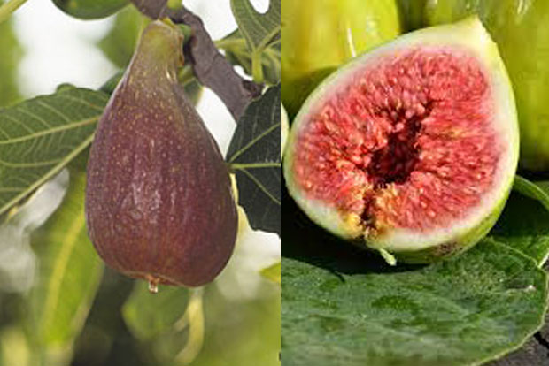 Ficus Dorée (Goutte d'Or)