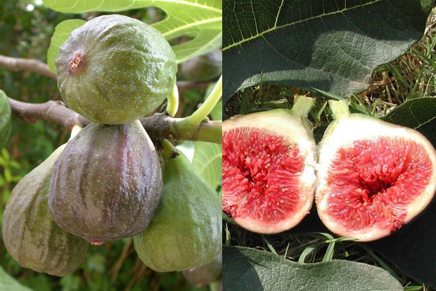 Ficus Madeleine des 2 saisons