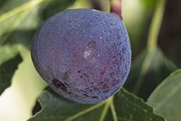 Ficus Pastilière (Rouge de Bordeaux)