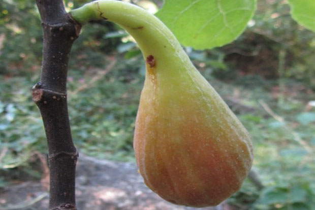 Ficus Terza (Quinta)