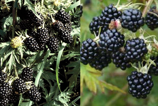 Rubus fruticosus Oregon