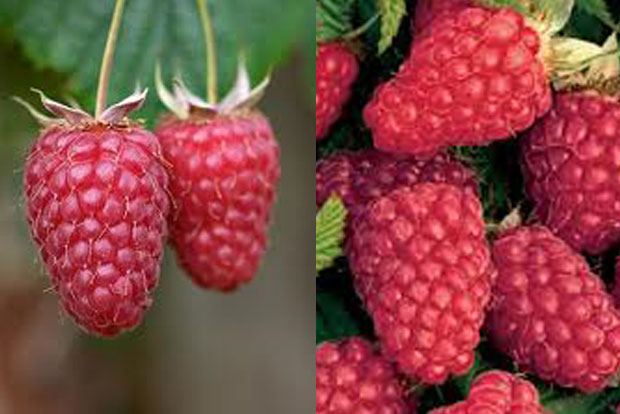 Rubus Thornless Loganberry