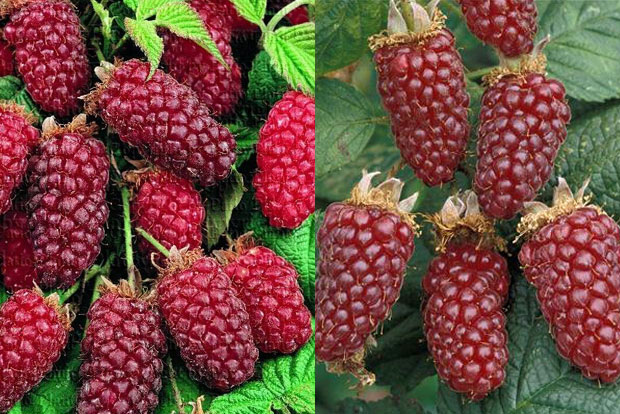 Rubus fruticosus Tayberry