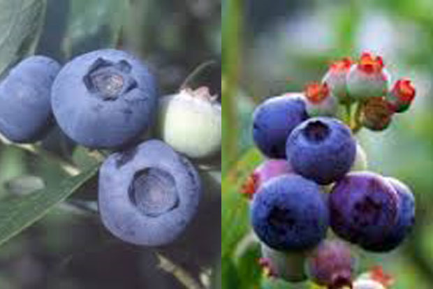 Vaccinium Hivanhoé