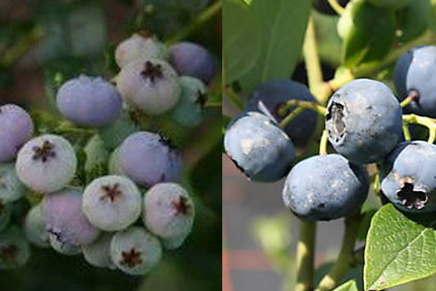 Vaccinium Hardy Blue