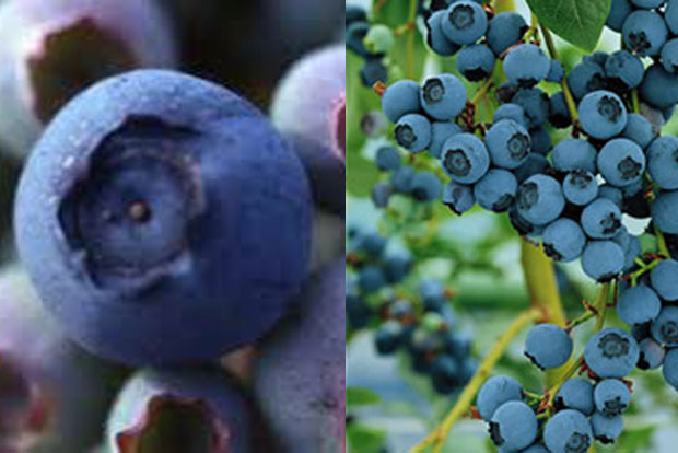 Vaccinium Blue Crop