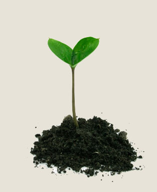Jeune plant