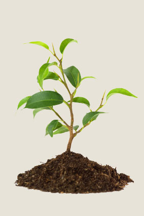 P�pini�re de jeunes plants