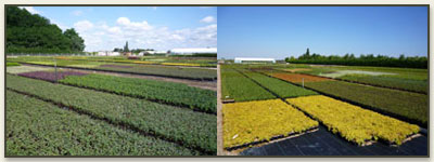 6 hectares de culture hors sol