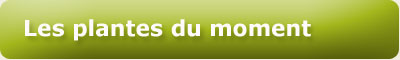 Les plantes du moment