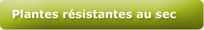 Les plantes r�sistantes au sec