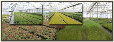 3.5 millions de plantes produites