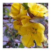 FREMONTODENDRON Pacific Sunset