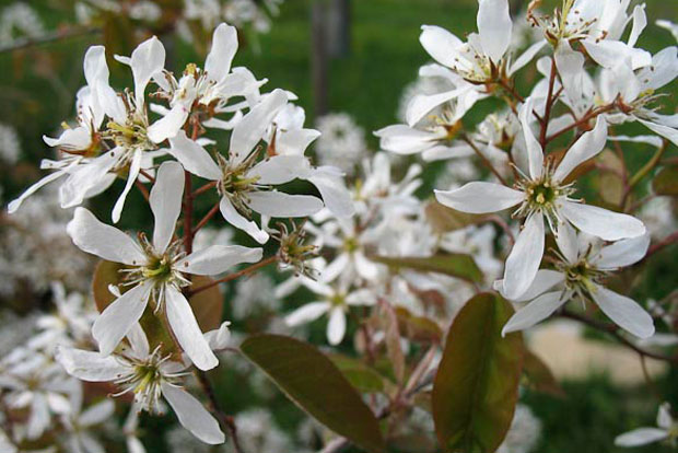 AMELANCHIER ovalis