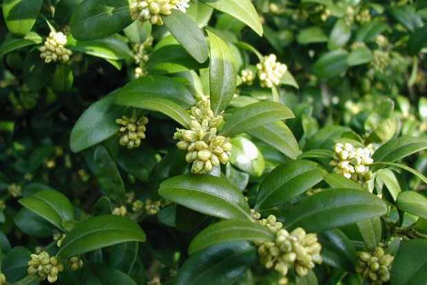 BUXUS sempervirens