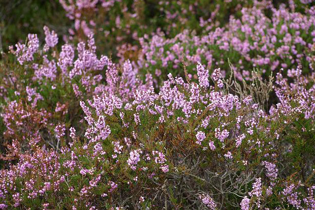 CALLUNA vulgaris