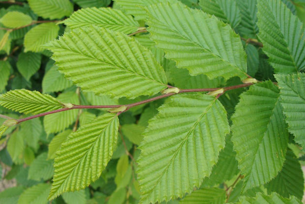 CARPINUS betulus