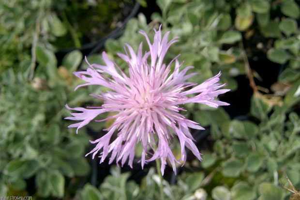 CENTAUREA bella