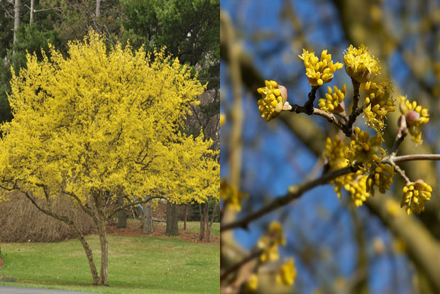 CORNUS mas