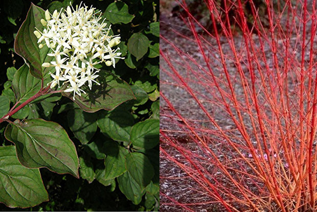 CORNUS sanguinea