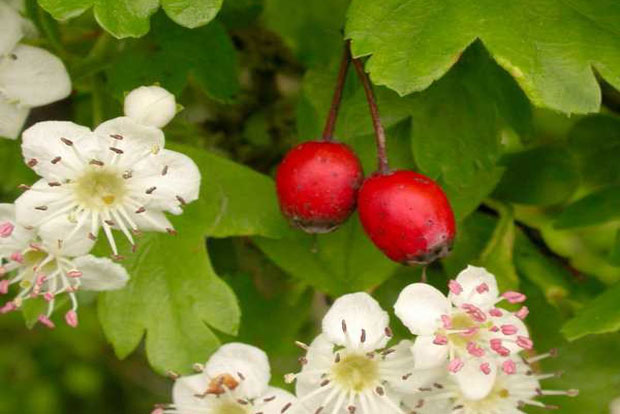 CRATAEGUS monogyna