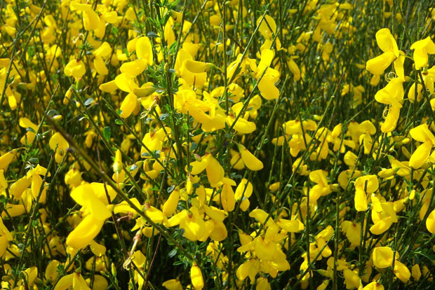 CYTISUS scoparius