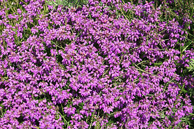 ERICA cinerea