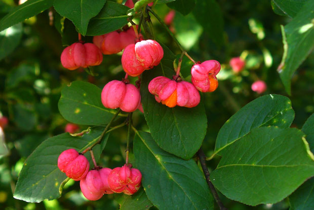 EUONYMUS europaeus